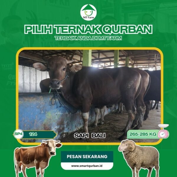 Sapi Kurban Pilihan (SP4,124) – Sehat, Siap Sembelih, Sesuai Syariaaat | SmartQurban