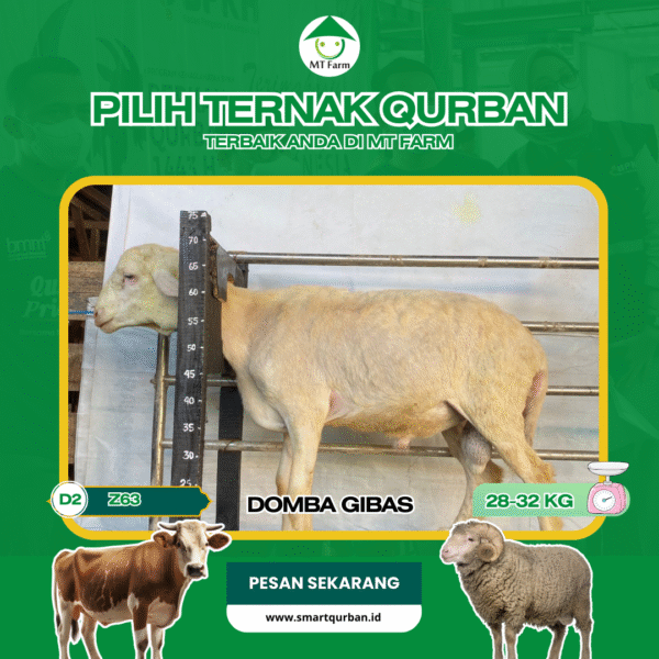 Domba Kurban Pilihan (Z63) – Sehat, Siap Sembelih, Sesuai Syariat | SmartQurban