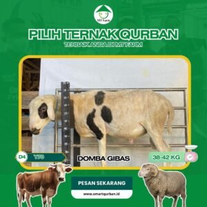 Domba Kurban Pilihan – Sehat, Siap Sembelih, Sesuai Syariat | SmartQurban