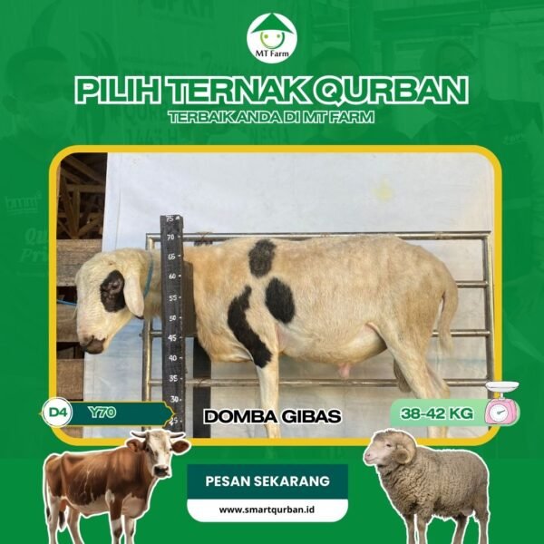 Domba Kurban Pilihan – Sehat, Siap Sembelih, Sesuai Syariat | SmartQurban