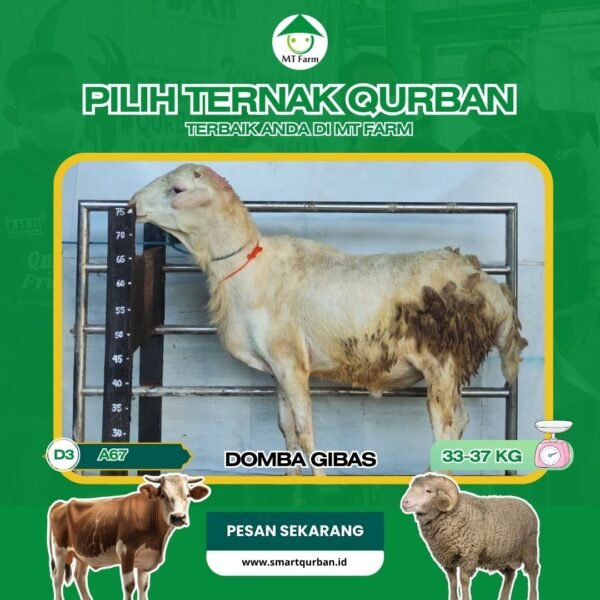 Domba Kurban Pilihan (A67) – Sehat, Siap Sembelih, Sesuai Syariaaat | SmartQurban