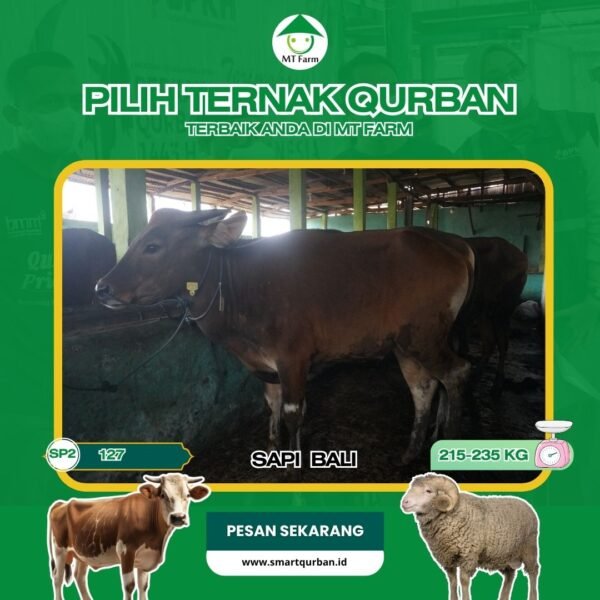 Sapi Kurban Pilihan (SP2,127) – Sehat, Siap Sembelih, Sesuai Syariaaat | SmartQurban