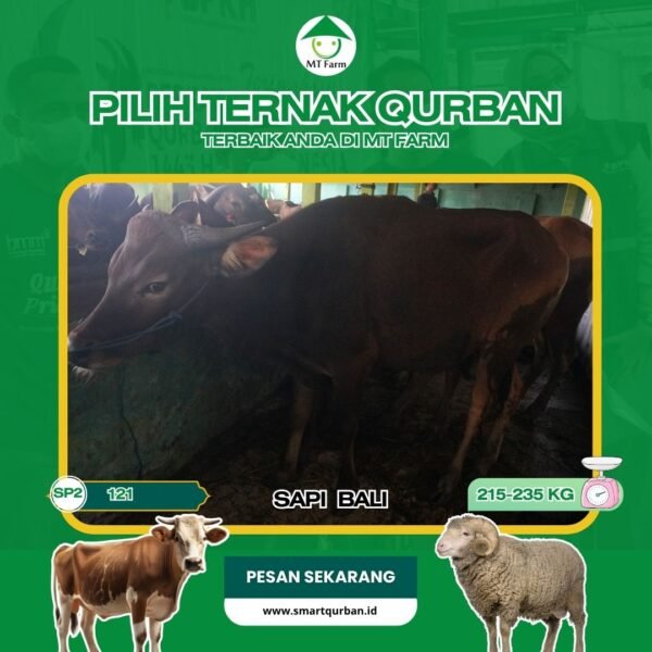 Sapi Kurban Pilihan (SP2,121) – Sehat, Siap Sembelih, Sesuai Syariaaat | SmartQurban