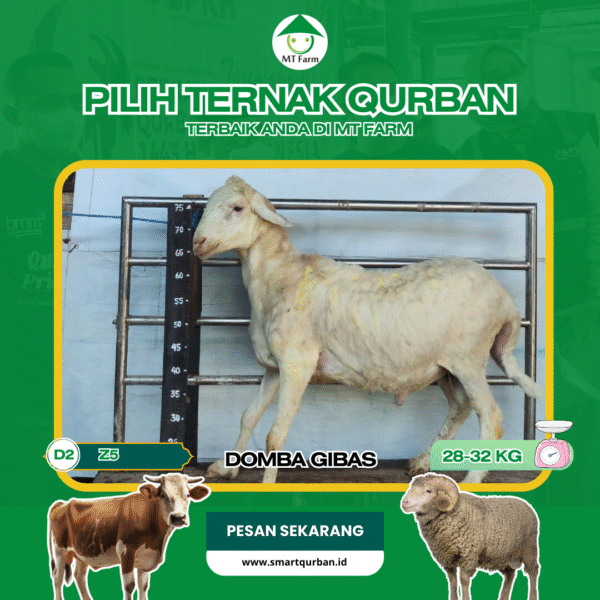 Domba Kurban Pilihan (Z5) – Sehat, Siap Sembelih, Sesuai Syariat | SmartQurban