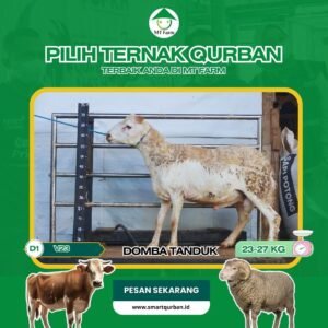 Domba Kurban Pilihan (V23) – Sehat, Siap Sembelih, Sesuai Syariat | SmartQurban