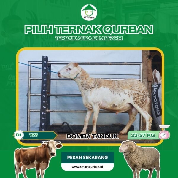 Domba Kurban Pilihan (V23) – Sehat, Siap Sembelih, Sesuai Syariat | SmartQurban