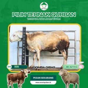 Domba Kurban Pilihan – Sehat, Siap Sembelih, Sesuai Syariat | SmartQurban