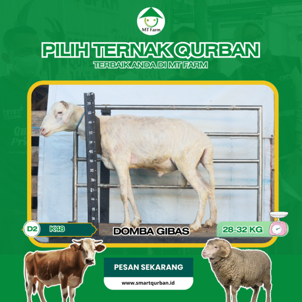 Domba Kurban Pilihan (K48)  – Sehat, Siap Sembelih, Sesuai Syariat | SmartQurban