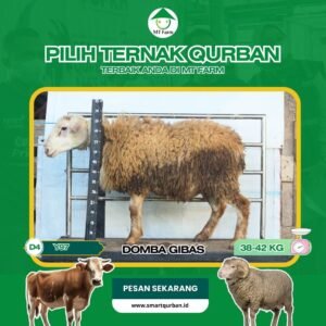 Domba Kurban Pilihan – Sehat, Siap Sembelih, Sesuai Syariat | SmartQurban