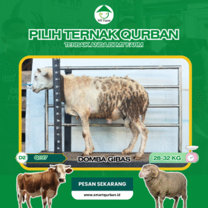 Domba Kurban Pilihan (Q197) – Sehat, Siap Sembelih, Sesuai Syariat | SmartQurban