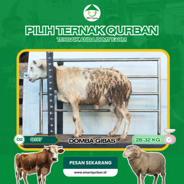 Domba Kurban Pilihan (Q197) – Sehat, Siap Sembelih, Sesuai Syariat | SmartQurban