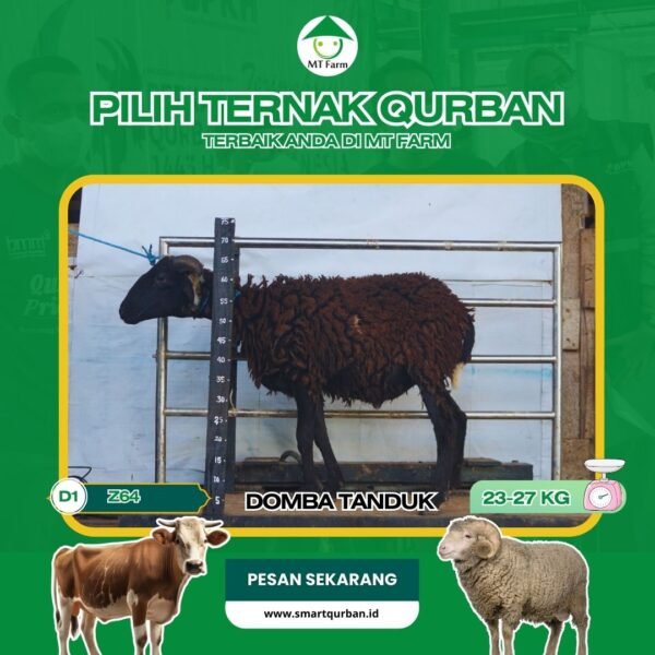 Domba Kurban Pilihan(Z64) – Sehat, Siap Sembelih, Sesuai Syariat | SmartQurban