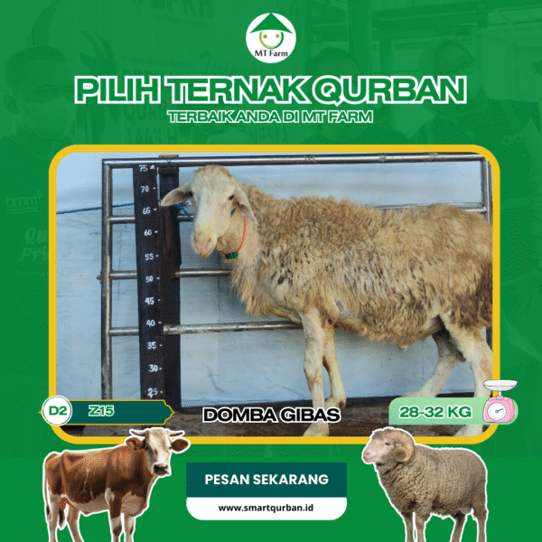 Domba Kurban Pilihan (Z45) – Sehat, Siap Sembelih, Sesuai Syariat | SmartQurban