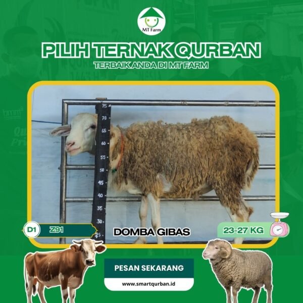 Domba Kurban Pilihan (Z91) – Sehat, Siap Sembelih, Sesuai Syariat | SmartQurban
