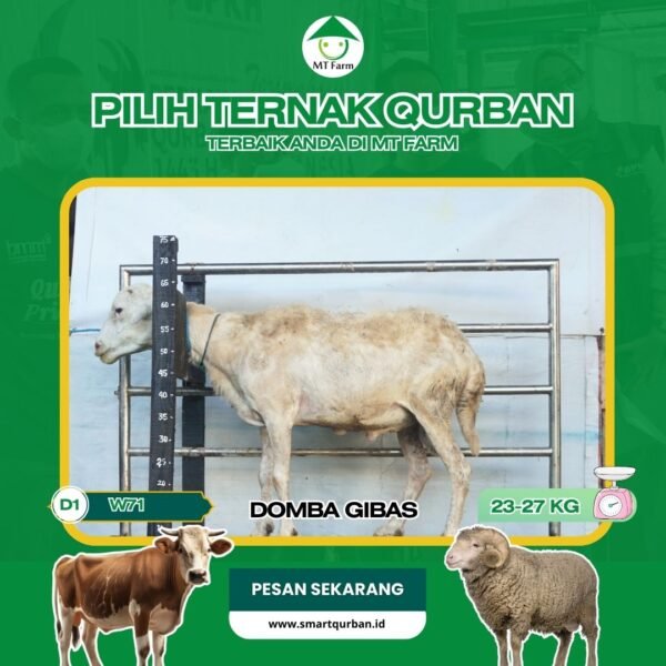 Domba Kurban Pilihan (W71) – Sehat, Siap Sembelih, Sesuai Syariat | SmartQurban