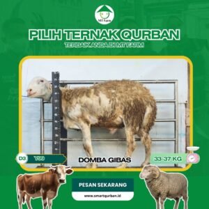 Domba Kurban Pilihan (Y99) – Sehat, Siap Sembelih, Sesuai Syariat | SmartQurban