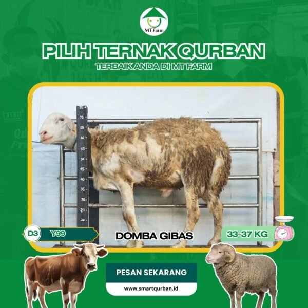 Domba Kurban Pilihan (Y99) – Sehat, Siap Sembelih, Sesuai Syariat | SmartQurban