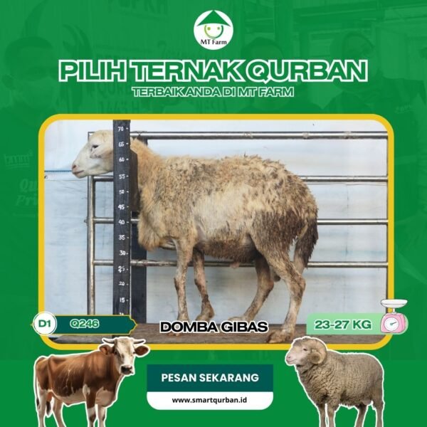 Domba Kurban Pilihan (Q246)– Sehat, Siap Sembelih, Sesuai Syariat | SmartQurban