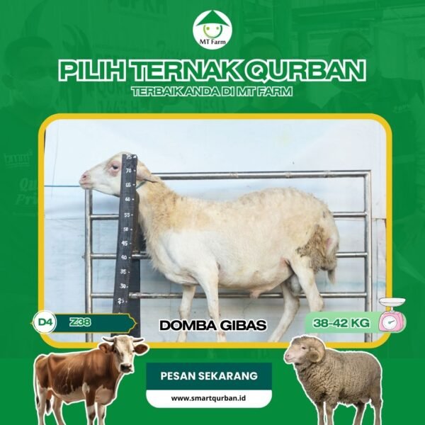 Domba Kurban Pilihan – Sehat, Siap Sembelih, Sesuai Syariat | SmartQurban