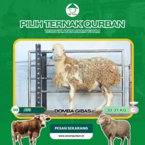 Domba Kurban Pilihan (A73) – Sehat, Siap Sembelih, Sesuai Syariat | SmartQurban