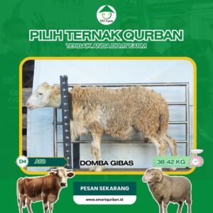 Domba Kurban Pilihan – Sehat, Siap Sembelih, Sesuai Syariat | SmartQurban