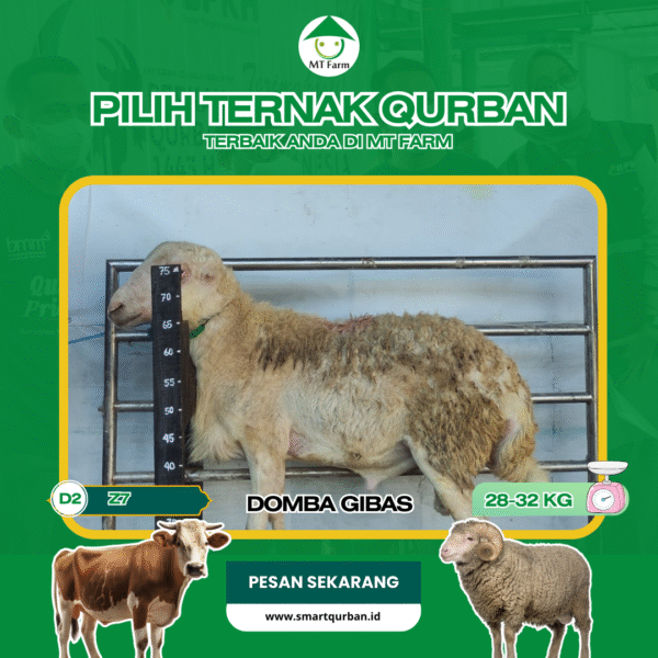 Domba Kurban Pilihan (Z7) – Sehat, Siap Sembelih, Sesuai Syariat | SmartQurban