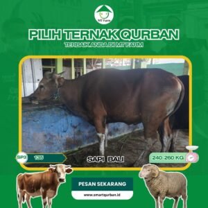 Sapi Kurban Pilihan (SP3,135) – Sehat, Siap Sembelih, Sesuai Syariaaat | SmartQurban