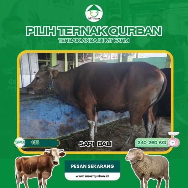 Sapi Kurban Pilihan (SP3,135) – Sehat, Siap Sembelih, Sesuai Syariaaat | SmartQurban