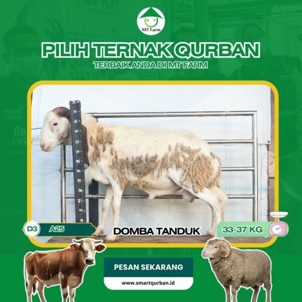 Domba Kurban Pilihan (A25) – Sehat, Siap Sembelih, Sesuai Syariat | SmartQurban