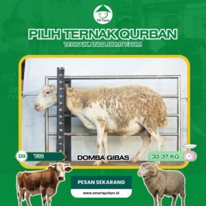 Domba Kurban Pilihan (Y32) – Sehat, Siap Sembelih, Sesuai Syariat | SmartQurban