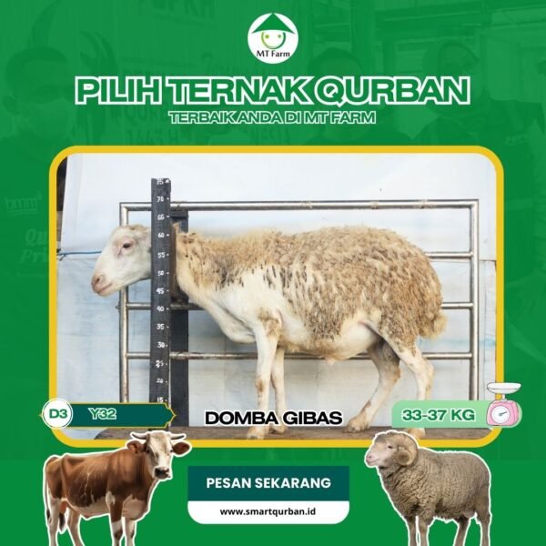 Domba Kurban Pilihan (Y32) – Sehat, Siap Sembelih, Sesuai Syariat | SmartQurban