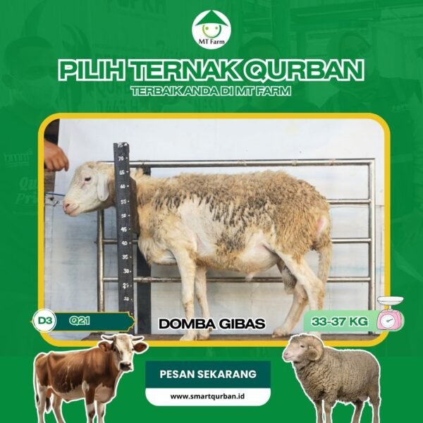 Domba Kurban Pilihan (Q22) – Sehat, Siap Sembelih, Sesuai Syariat | SmartQurban