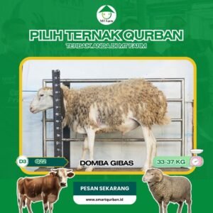 Domba Kurban Pilihan (Q22) – Sehat, Siap Sembelih, Sesuai Syariat | SmartQurban