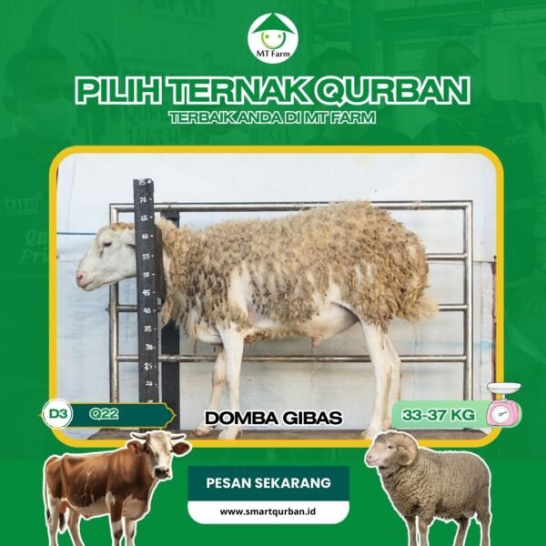 Domba Kurban Pilihan (Q22) – Sehat, Siap Sembelih, Sesuai Syariat | SmartQurban