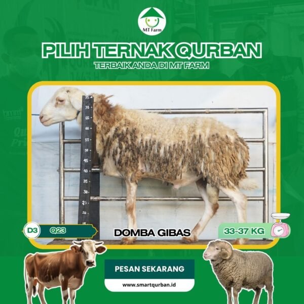 Domba Kurban Pilihan (Q23) – Sehat, Siap Sembelih, Sesuai Syariat | SmartQurban