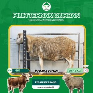 Domba Kurban Pilihan – Sehat, Siap Sembelih, Sesuai Syariat | SmartQurban