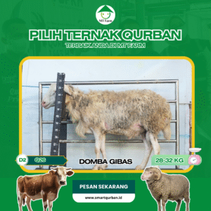 Domba Kurban Pilihan (Q26) – Sehat, Siap Sembelih, Sesuai Syariat | SmartQurban
