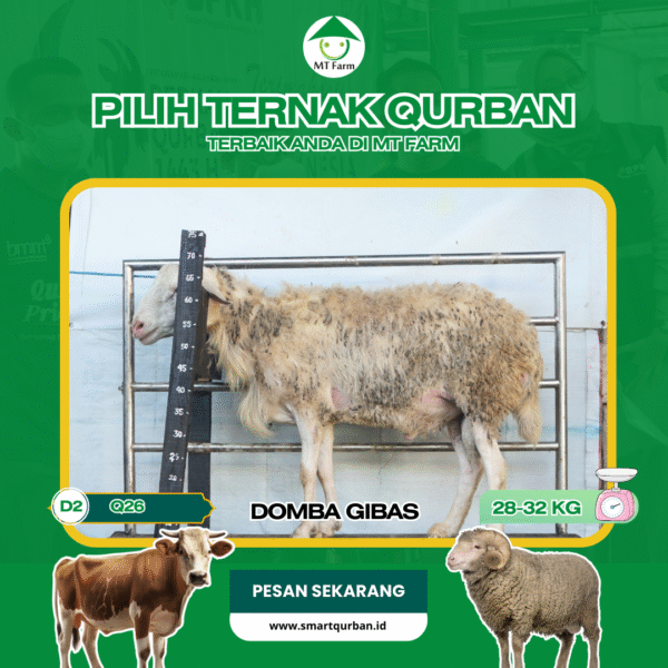 Domba Kurban Pilihan (Q26) – Sehat, Siap Sembelih, Sesuai Syariat | SmartQurban