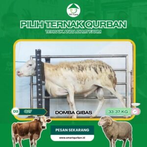 Domba Kurban Pilihan (Q27) – Sehat, Siap Sembelih, Sesuai Syariat | SmartQurban