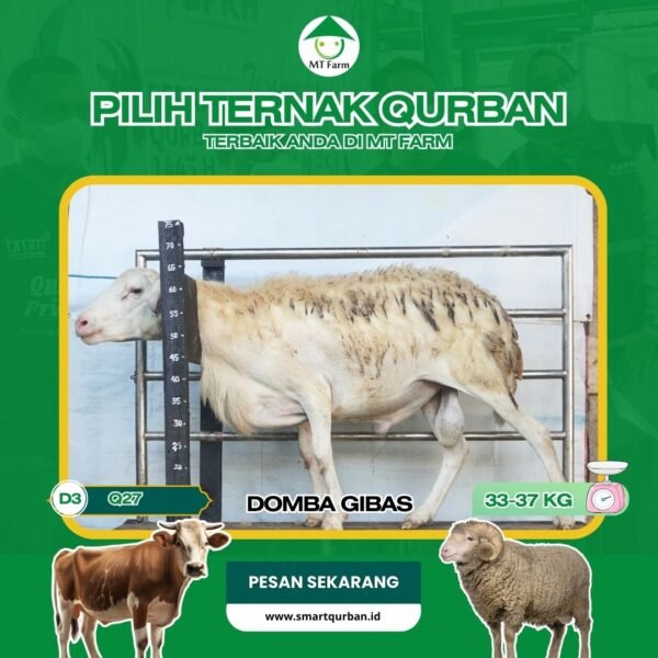 Domba Kurban Pilihan (Q27) – Sehat, Siap Sembelih, Sesuai Syariat | SmartQurban