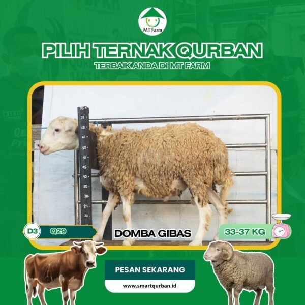 Domba Kurban Pilihan(Q29) – Sehat, Siap Sembelih, Sesuai Syariat | SmartQurban