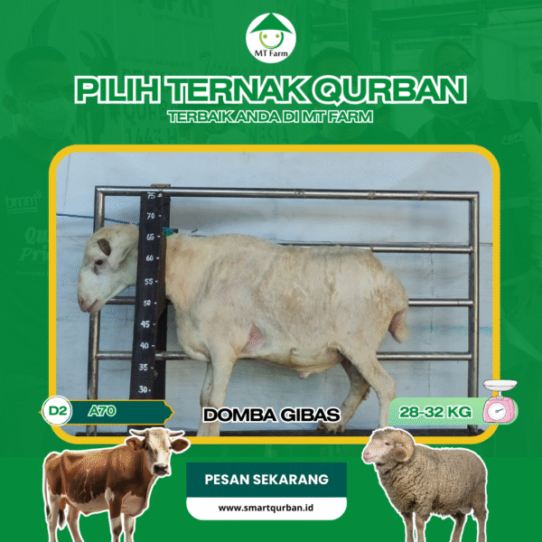 Domba Kurban Pilihan (A73) – Sehat, Siap Sembelih, Sesuai Syariat | SmartQurban