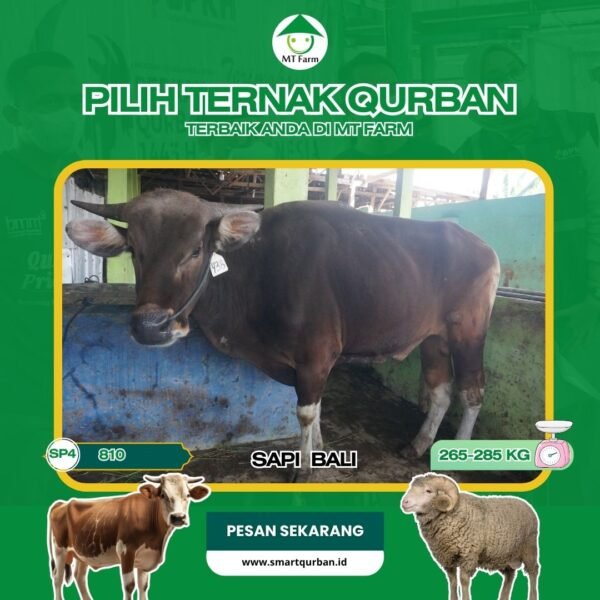 Sapi Kurban Pilihan (SP2,810) – Sehat, Siap Sembelih, Sesuai Syariaaat | SmartQurban