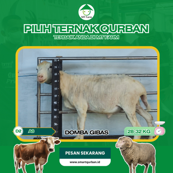 Domba Kurban Pilihan(A8) – Sehat, Siap Sembelih, Sesuai Syariat | SmartQurban
