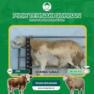 Domba Kurban Pilihan – Sehat, Siap Sembelih, Sesuai Syariat | SmartQurban