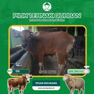 Sapi Kurban Pilihan (SP4,173) – Sehat, Siap Sembelih, Sesuai Syariaaat | SmartQurban