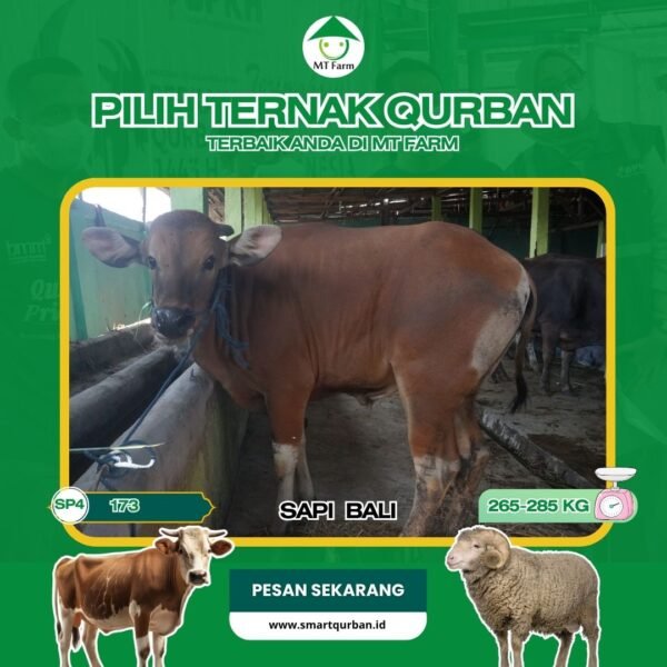 Sapi Kurban Pilihan (SP4,173) – Sehat, Siap Sembelih, Sesuai Syariaaat | SmartQurban